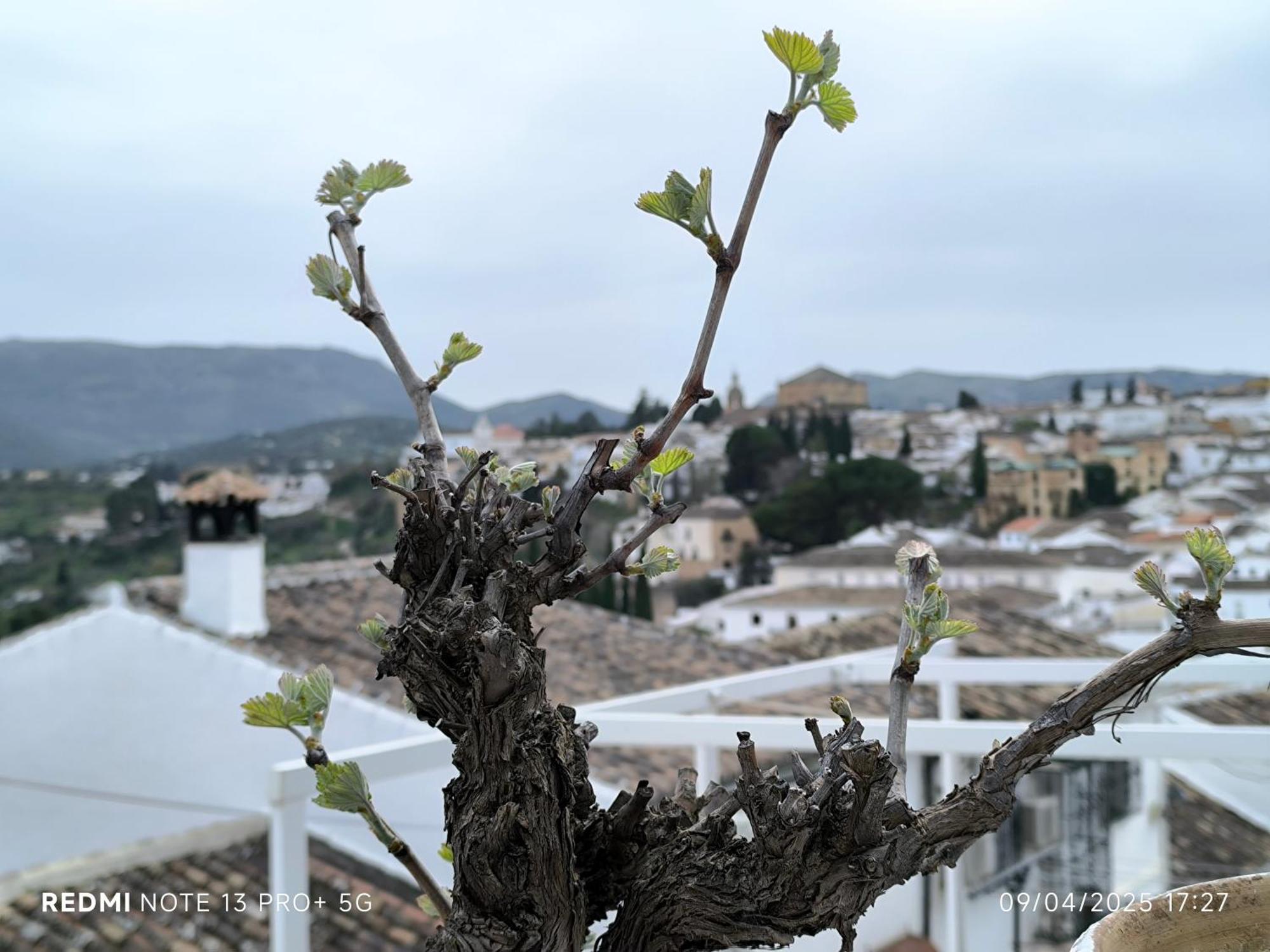 La Casita De La Parra Hébergement de vacances Ronda